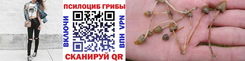 Псилоцибиновые грибы Cubensis  Дальнереченск 